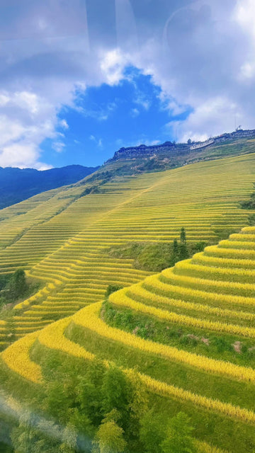 Longji Rice Terraces Guilin